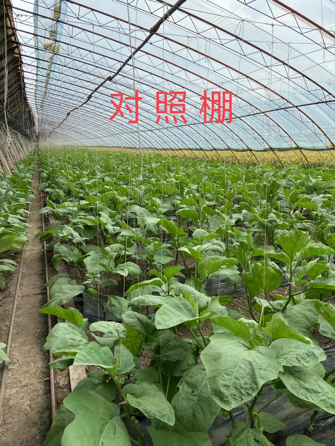 <a href=http://www.shijiazhuanggz.cn target=_blank class=infotextkey>上海立杉</a>水溶肥在北方暖棚茄子上的效果反饋3