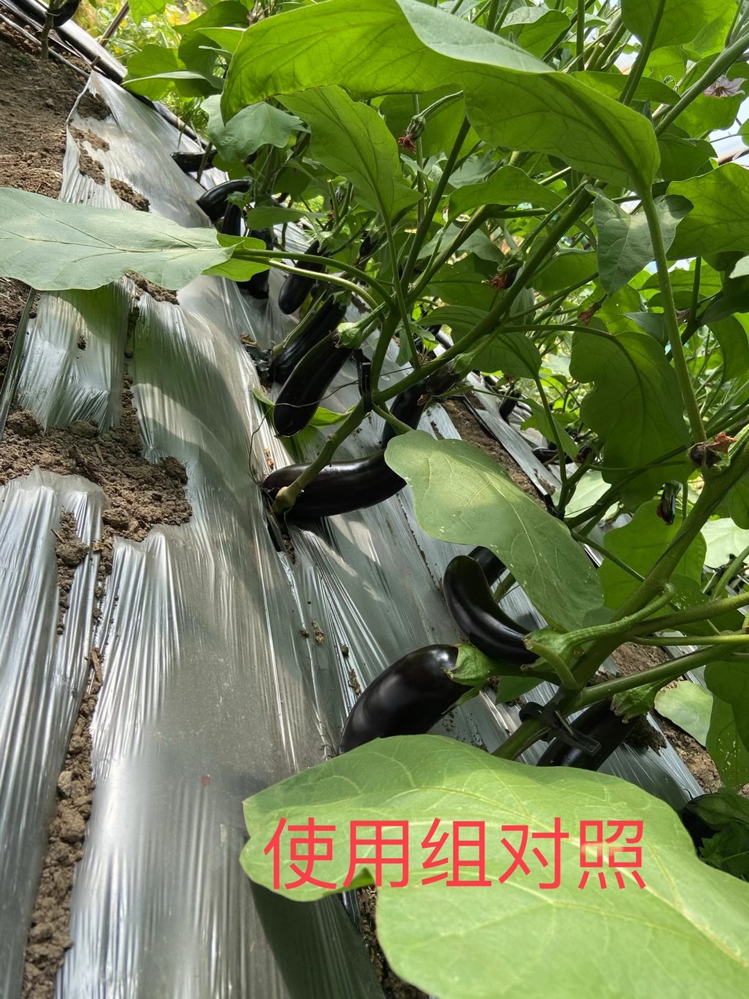 <a href=http://www.shijiazhuanggz.cn target=_blank class=infotextkey>上海立杉</a>水溶肥在北方暖棚茄子上的效果反饋5