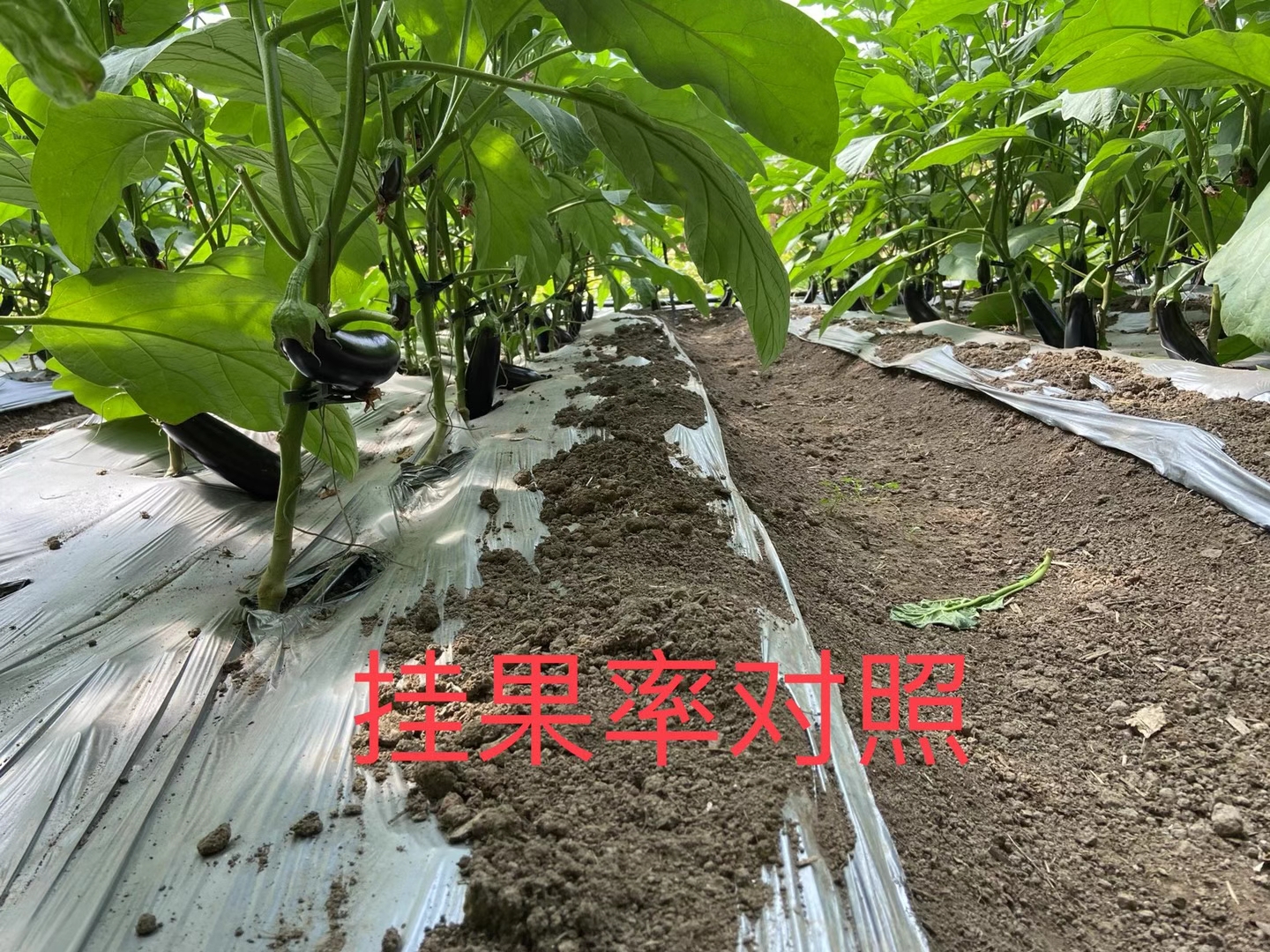 <a href=http://www.shijiazhuanggz.cn target=_blank class=infotextkey>上海立杉</a>水溶肥在北方暖棚茄子上的效果反饋4